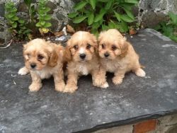Stunning And Very Rare Golden Cavachon Puppies