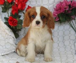 2 Cavalier King Charles Spaniel Puppies Available