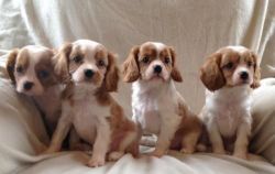 Cavlier King Charles Spaniel Puppies Available Now