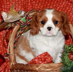 Cavalier King Charles Puppies Available