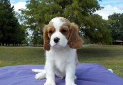 Kindly Trained Cavalier King Charles Spaniel