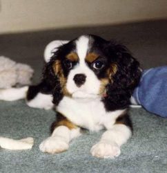 Ruby Cavalier King Charles Puppy