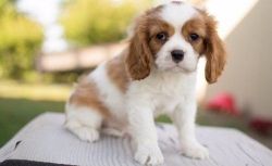 Gorgeous Litter Of Cavalier King Charles Puppies