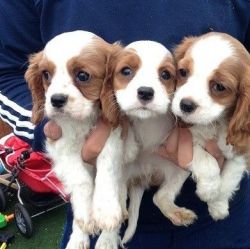 Gorgeous Cavalier King Charles Puppies
