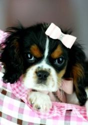 Gorgeous Cavalier King Charles Spaniels Available for Sale!