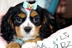 Adorable Cavalier King Charles Spaniels!! WE SHIP NATIONWIDE!!