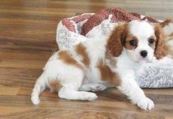 Fantastic Male and Female Cavalier king charles puppies