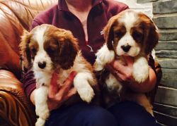 Cavalier King Charles For Sale