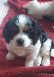 FOR SALE: CAVALIER KING CHARLES SPANIEL PUPPIES