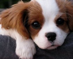 Adorable healthy Cavalier King Charles puppies.