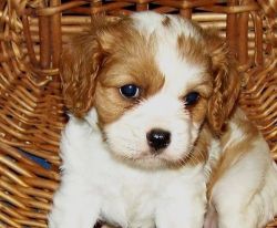 Handsome cavalier king charles pups ready