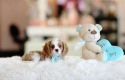 MUST SEE BEAUTIFUL TEACUP PUPPIES!!!!!