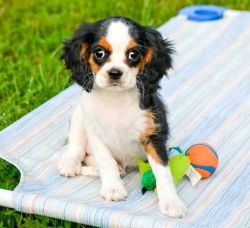 cavalier king charles spaneil puppies for sale