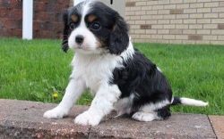 Cavalier King Charles Spaniel and Puppies