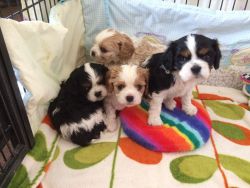3 beautiful cavalier King Charles spaniel puppies