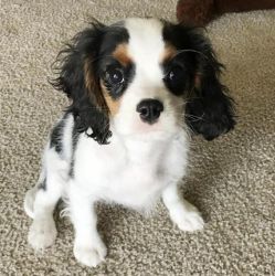 Wesley is a beautiful soul. He is playful and energetic CAVALIER KING