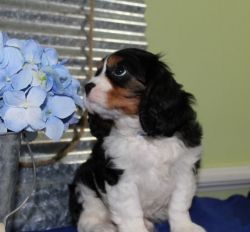 Wesley is a beautiful soul.playful and energetic CAVALIER KING