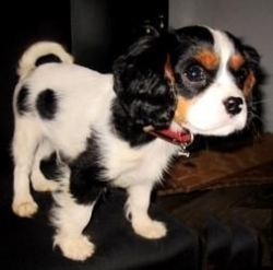 Wesley is a beautiful soul. He is playful and energetic CAVALIER KING