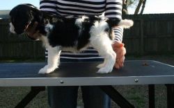 Family raised Cavalier King Charles puppies.