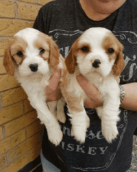 Cavalier King Charles puppies