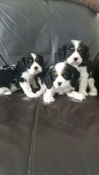 Cavalier King Charles For Sale Boys And Girls
