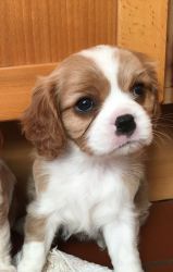Knox is our Handsome Male Cavalier King Charles Spaniel Puppy