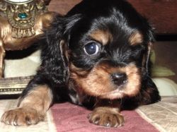 CKC Cavalier King Charles Spaniel puppies For Sale