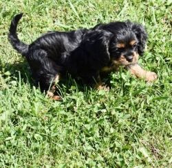 Lovely Cavalier King Charles Spaniel Puppies