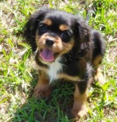 Lovely Cavalier King Charles Spaniel Puppies