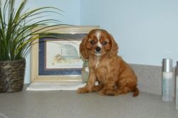 Well Socialized Cavalier King Charles Spaniel Puppies