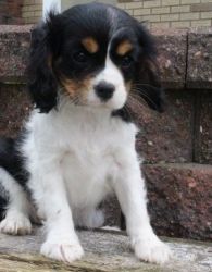 Male and female Cavalier King Charles Spaniel Puppies
