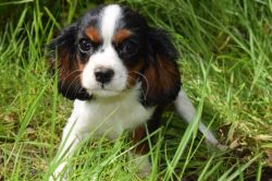 Beautiful Cavalier King Charles Boy Puppy