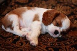 Cavalier King Charles Spaniel Puppies now ready