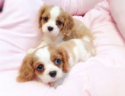 Cavalier King Charles Spaniel Puppies for Adoption (xxx) xxx-xxx0