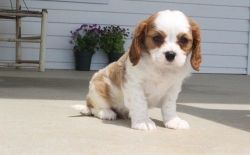 Cute Cavalier King Charles Spaniel Puppies