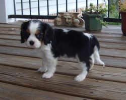 Cavalier King Charles Pups For Adoption
