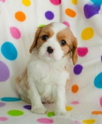 Healthtested Cavalier King Charles Spaniel Puppies