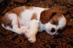 Male and Female Cavalier king charles spaniel