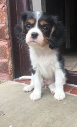 Kc Reg Cavalier King Charles Puppies Available