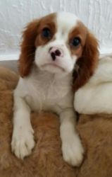 Cavalier King Charles Spaniel Pups Price Reduced