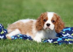 Top Class Cavalier King Charles Spaniel Puppies