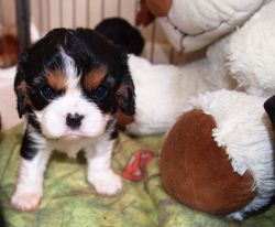 Kc Reg Cavalier Puppies From Health Tested Parents