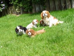 Cavalier king Charles puppies