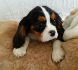 Kc Cavalier King Charles Puppies Health Tested