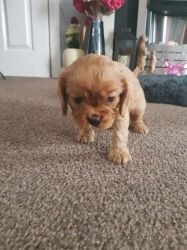 Black And Tan Cavalier King Charles Puppies