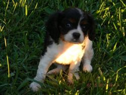 Gorgeous Dna & Vet Checked Cavalier Puppies for sale