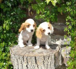 Sociable Cavalier King Charles Spaniel Puppies