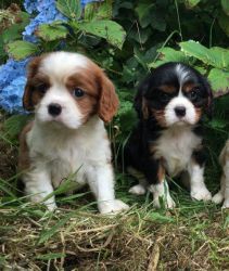 Cavalier king charles Puppies