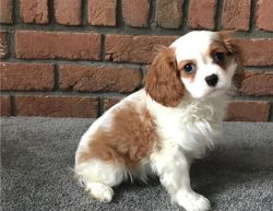 Great Cavalier King Charles Spaniel for sale.