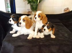 Cavalier King Charles Spaniel puppies available now